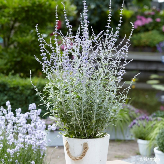 Perovskia atriplicifolia Silvery blue® 'Lissvery'