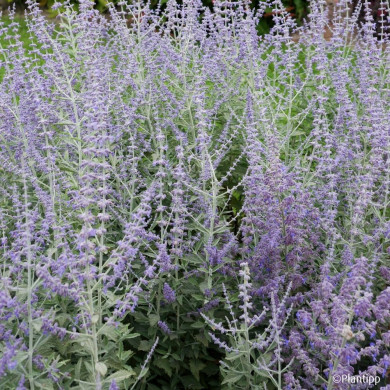 Perovskia atriplicifolia Silvery blue® 'Lissvery'