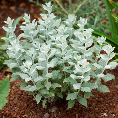 Perovskia atriplicifolia Silvery blue® 'Lissvery'