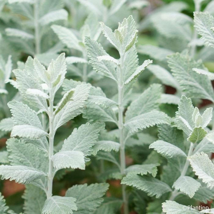 Perovskia atriplicifolia Silvery blue® 'Lissvery'