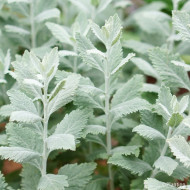 Perovskia atriplicifolia Silvery blue® 'Lissvery'