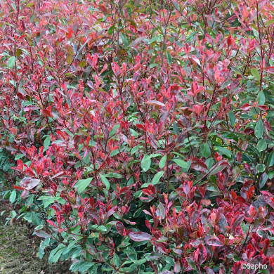 Photinia X fraseri Louise ® 'Mclarlou'