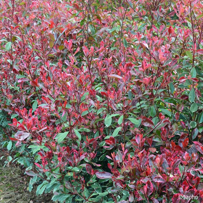 Photinia X fraseri Louise ® 'Mclarlou'
