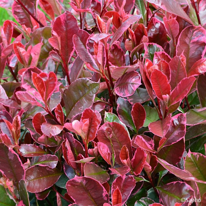 Photinia X fraseri Louise ® 'Mclarlou'