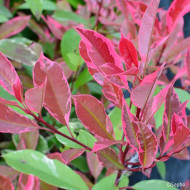 Photinia X fraseri Louise ® 'Mclarlou'