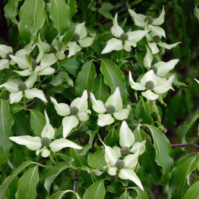 Cornus kousa var. chinensis