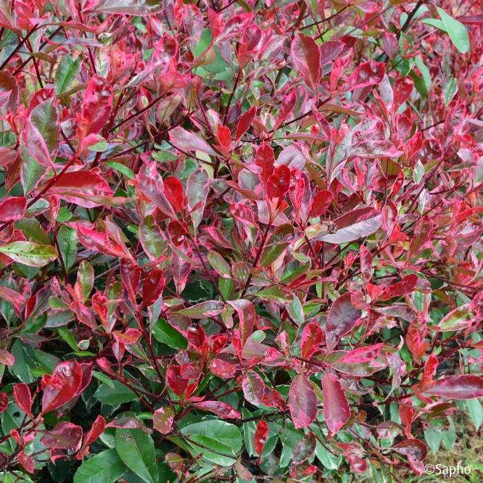 Photinia X fraseri Louise ® 'Mclarlou'