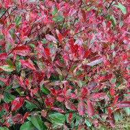 Photinia X fraseri Louise ® 'Mclarlou'