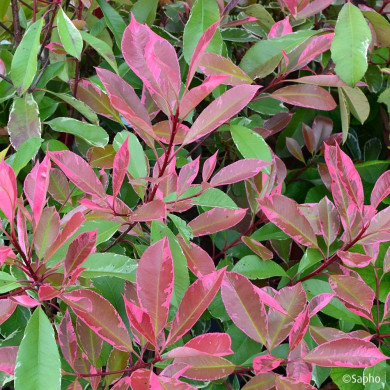 Photinia X fraseri Louise ® 'Mclarlou'