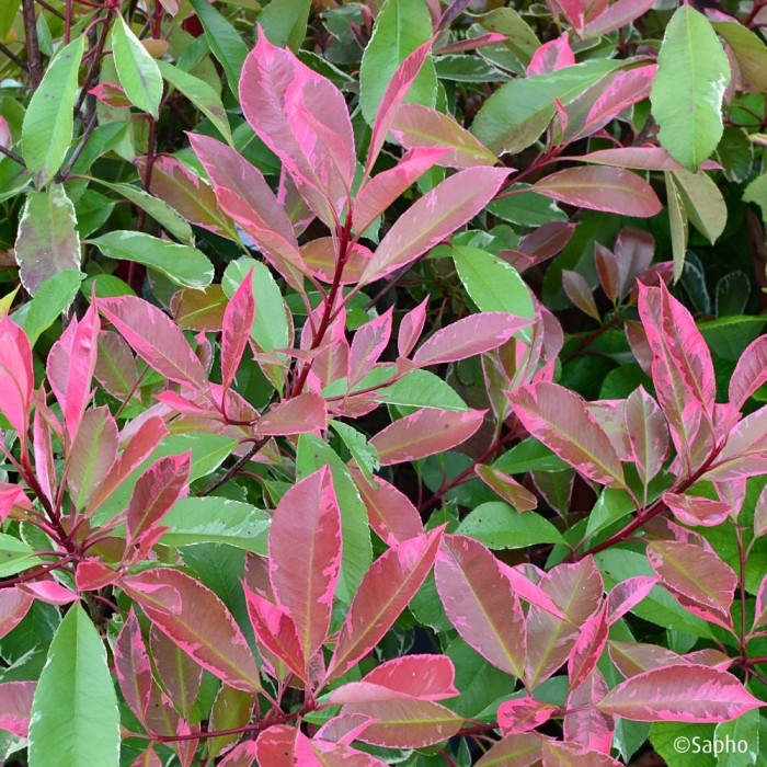 Photinia X fraseri Louise ® 'Mclarlou'