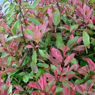 Photinia X fraseri Louise ® 'Mclarlou'