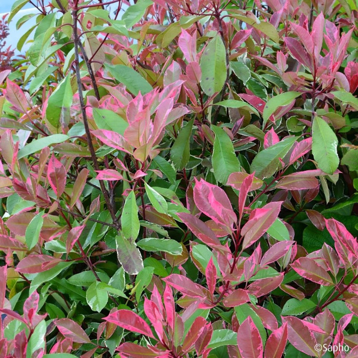 Photinia X fraseri Louise ® 'Mclarlou'