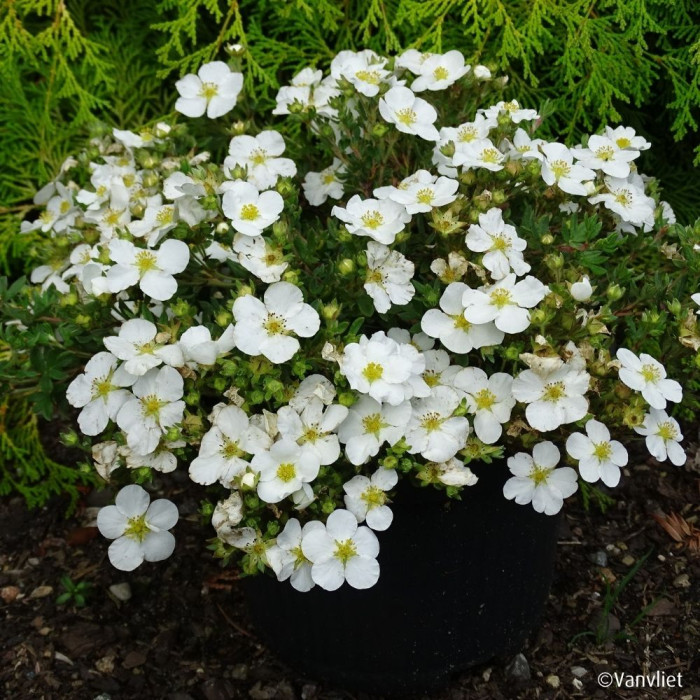 Potentilla fruticosa Bella Bianca® 'Hachbianca'