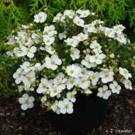 Potentilla fruticosa Bella Bianca® 'Hachbianca'