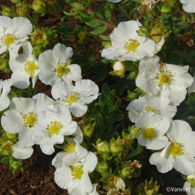 Potentilla fruticosa Bella Bianca® 'Hachbianca'