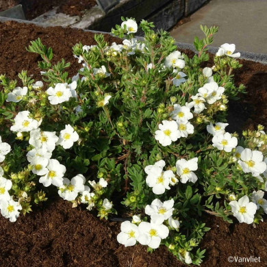 Potentilla fruticosa Bella Bianca® 'Hachbianca'