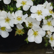 Potentilla fruticosa Bella Bianca® 'Hachbianca'