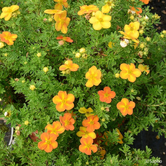 Potentilla fruticosa Bella Sol