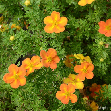 Potentilla fruticosa Bella Sol