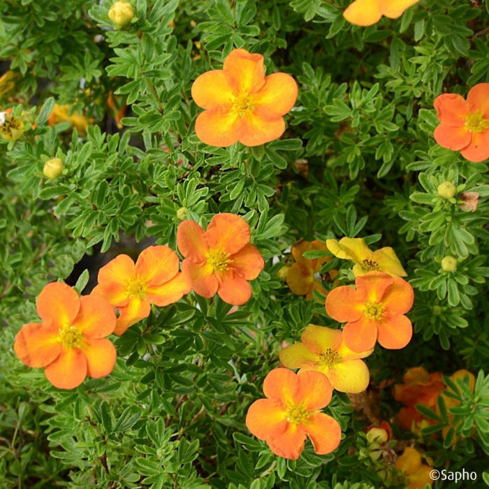 Potentilla fruticosa Bella Sol