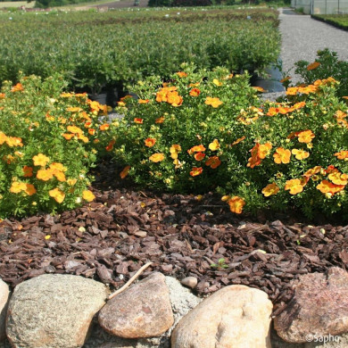 Potentilla fruticosa Bella Sol