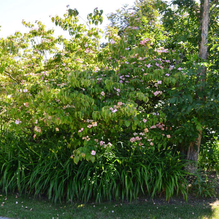 Cornus kousa 'Satomi'