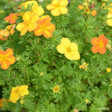 Potentilla fruticosa Bella Sol