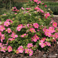 Potentilla fruticosa Bellissima® 'Hachliss'