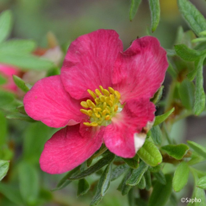Potentilla fruticosa Bellissima® 'Hachliss'