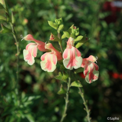 Salvia x jamensis 'Barsabel' BELLE DE LOIRE®