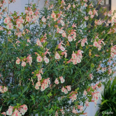 Salvia x jamensis 'Barsabel' BELLE DE LOIRE®