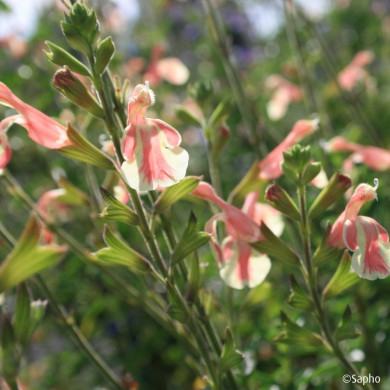 Salvia x jamensis 'Barsabel' BELLE DE LOIRE®