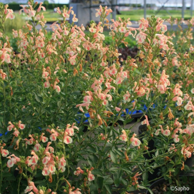 Salvia x jamensis 'Barsabel' BELLE DE LOIRE®