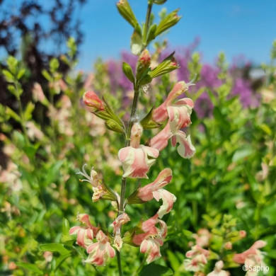 Salvia x jamensis 'Barsabel' BELLE DE LOIRE®