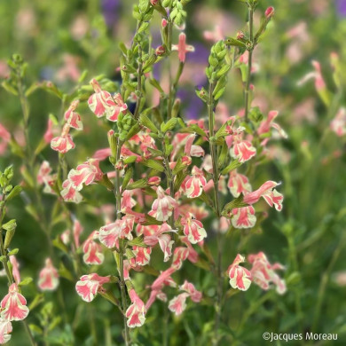 Salvia x jamensis 'Barsabel' BELLE DE LOIRE®