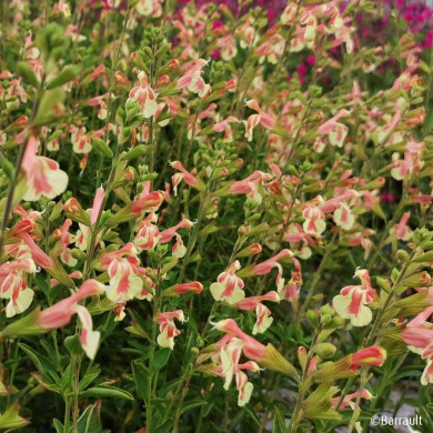 Salvia x jamensis 'Barsabel' BELLE DE LOIRE®