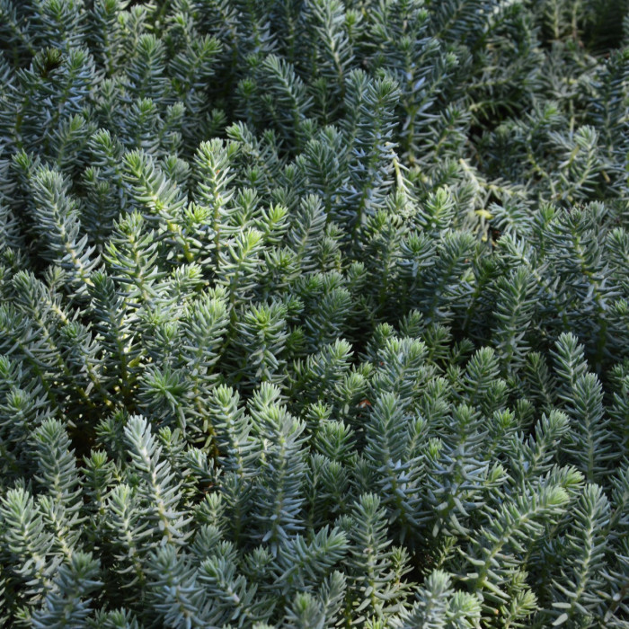 Santolina rosmarinifolia 'Lemon fizz'