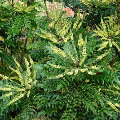 Mahonia japonica 'Hivernant'