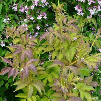 Sambucus nigra Serenade® 'Jonade'