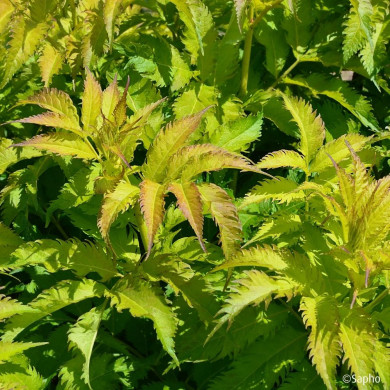 Sambucus nigra Serenade® 'Jonade'