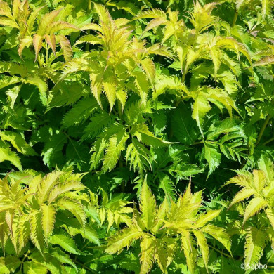 Sambucus nigra Serenade® 'Jonade'