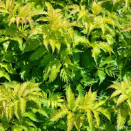 Sambucus nigra Serenade® 'Jonade'