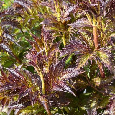 Sambucus nigra Serenade® 'Jonade'