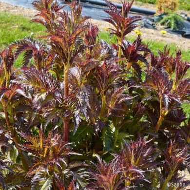 Sambucus nigra Serenade® 'Jonade'