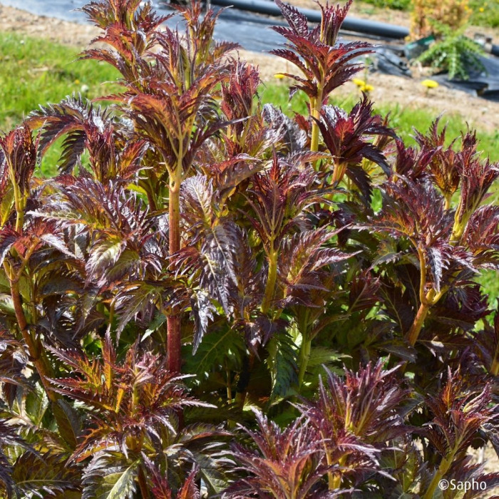 Sambucus nigra Serenade® 'Jonade'