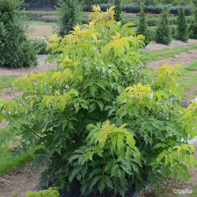 Sambucus nigra Serenade® 'Jonade'