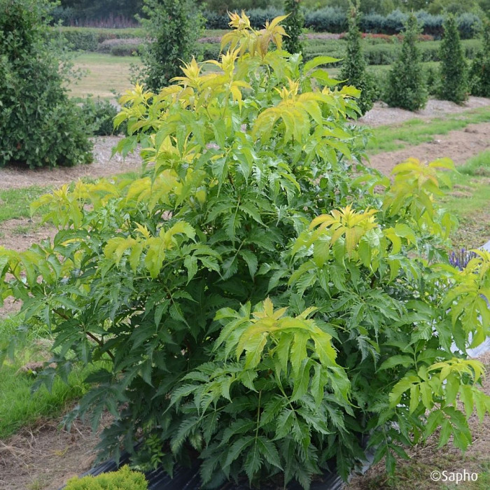 Sambucus nigra Serenade® 'Jonade'