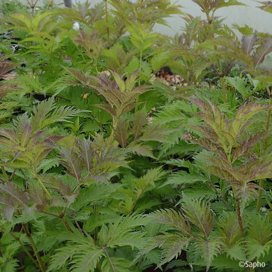 Sambucus nigra Serenade® 'Jonade'