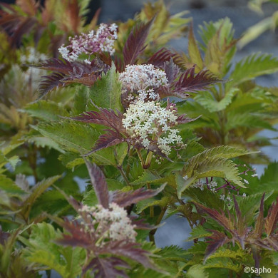 Sambucus nigra Serenade® 'Jonade'