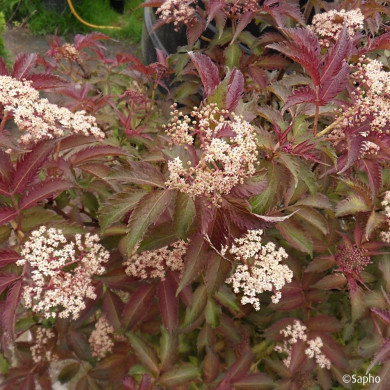 Sambucus nigra Serenade® 'Jonade'